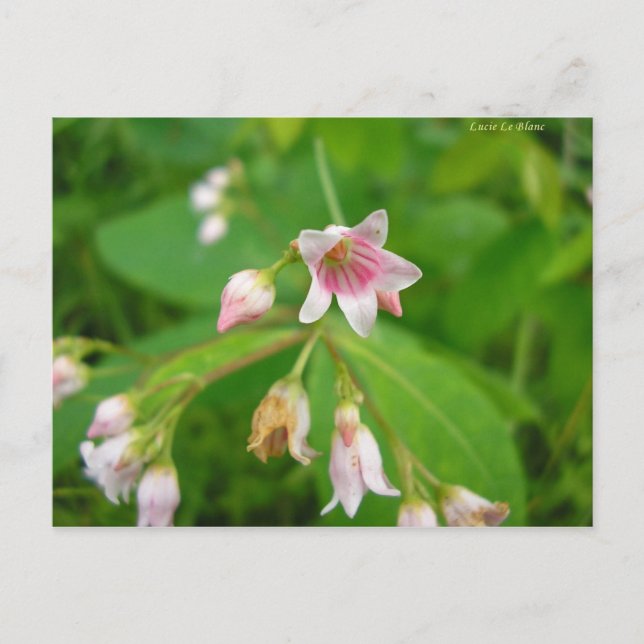 Cartão Postal Apocyn à feuilles d'androsème (Frente)