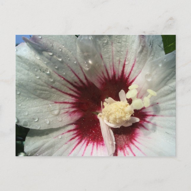 Cartão Postal Após a Chuva (Frente)