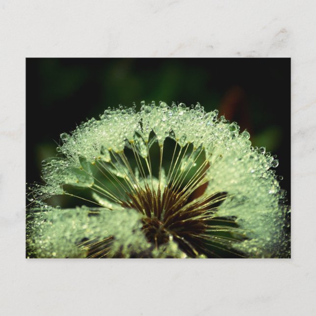 Cartão Postal Após a chuva - Dandelion com gotículas (Frente)