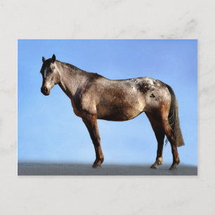 Cartão Postal Appaloosa