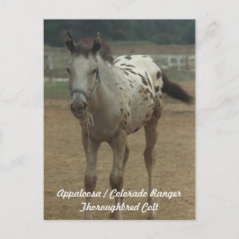 Cartão Postal Appaloosa/Colorado Ranger ThooughgenekColt