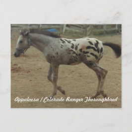 Cartão Postal Appaloosa / Colorado Ranger Thorregeneou Colt II