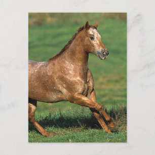 Cartão Postal Appaloosa Horse Running in Grassy Field