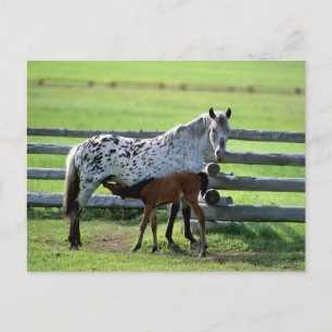 Cartão Postal Appaloosa Mare e Colt Horse