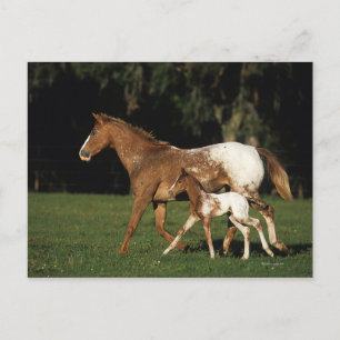 Cartão Postal Appaloosa Mare E Foal