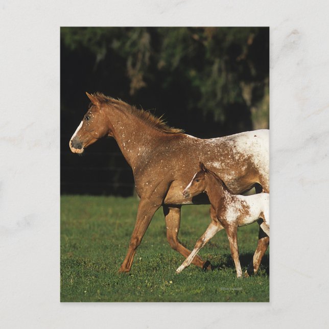 Cartão Postal Appaloosa Mare E Foal (Frente)