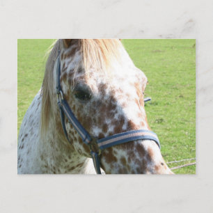Cartão postal appaloosa para cavalos appaloosa