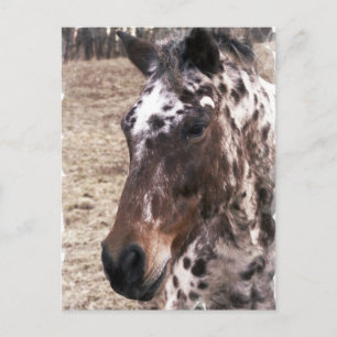 Cartão postal Appaloosa Stallions