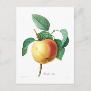 Cartão Postal Apple "Calville blanc"