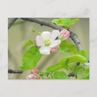 Cartão Postal Apple cor-de-rosa floresce