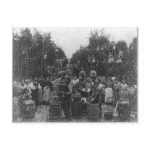 Apple Picking In Berkeley County, West Virginia