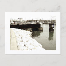 Approachable Wolf Post Card Print