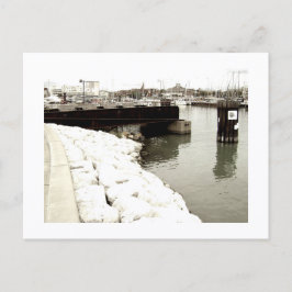 Cartão Postal Approachable Wolf Post Card Print