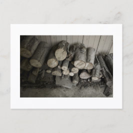 Cartão Postal Approachable Wolf Post Card Print