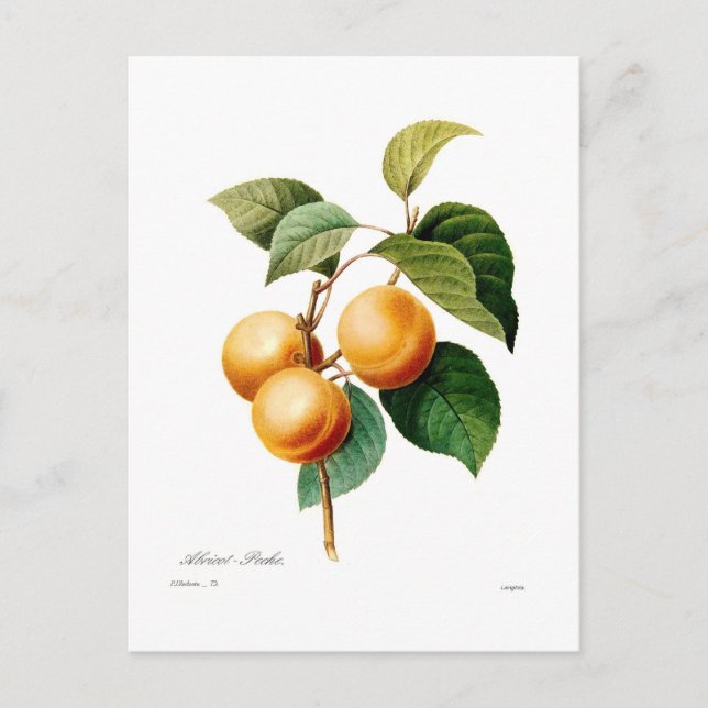 Cartão Postal Apricot (Frente)