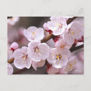 Cartão Postal Apricot:Cartão postal