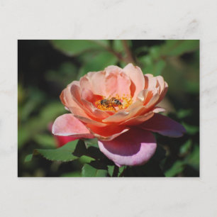 Cartão Postal Apricot e Rosa de Lavanda com Cartão-Postal de Abe
