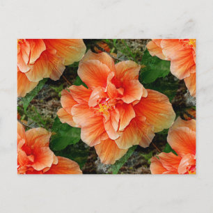 Cartão Postal Apricot Hibiscus Flor Tropical