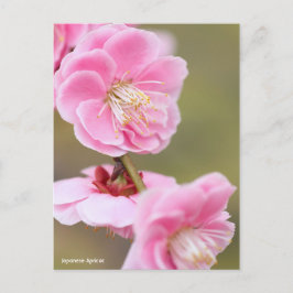 Cartão Postal Apricot Japonês [Cartão-postal]