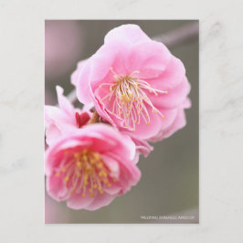 Cartão Postal Apricot Japonês chorando [Cartão-postal]