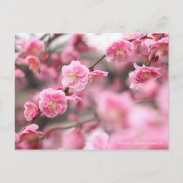 Cartão Postal Apricot Japonês chorando [Cartão-postal]