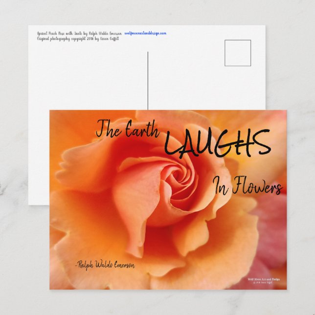 Cartão Postal Apricot Peach Rosa Flower Close (Fechar foto) (Frente/Verso)
