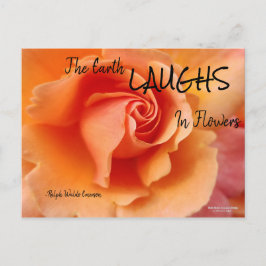 Cartão Postal Apricot Peach Rosa Flower Close (Fechar foto)