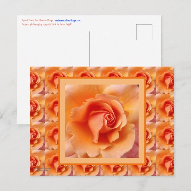 Cartão Postal Apricot Peach Rosa Flower Close (Fechar foto) (Frente/Verso)