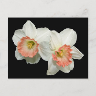 Cartão Postal Apricot/White Jonquils/Daffodils