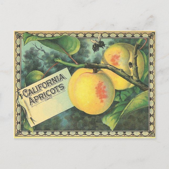 Cartão Postal Apricots da Califórnia (Frente)