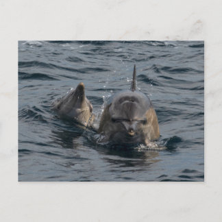Cartão Postal Aproximação da mãe e dos bebês golfinhos