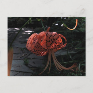 Cartão Postal Aproximação final