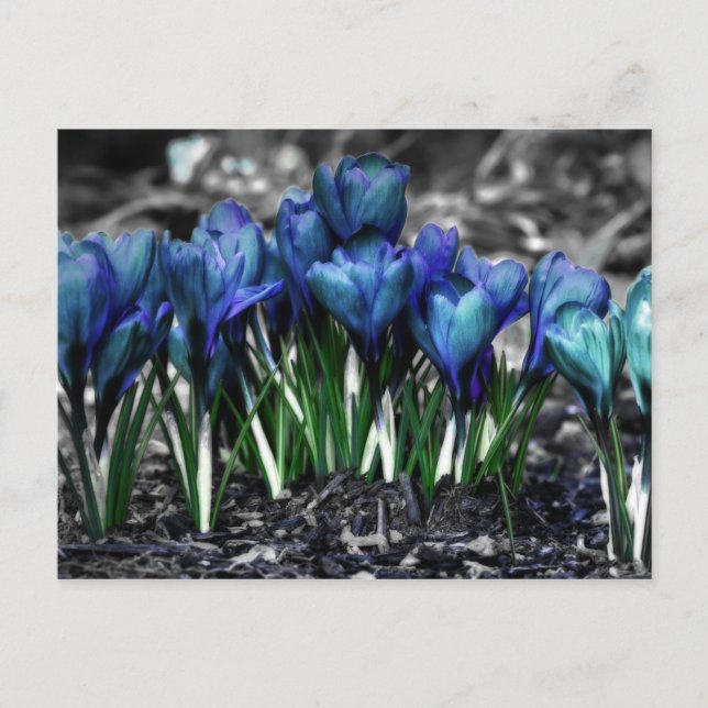 Cartão Postal Aqua Blue Crocus Blooms (Frente)