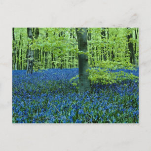 Cartão Postal Aqua Bluebell Woods flores