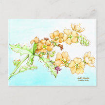 Aquarela de flor silvestre botânica, globemallow