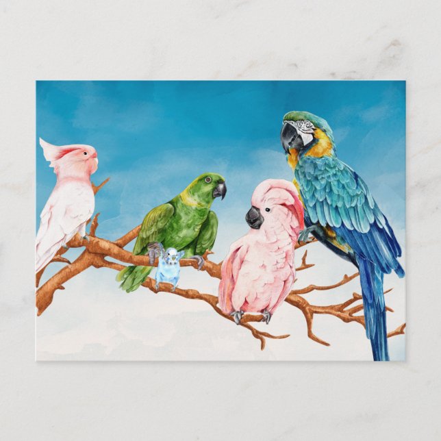 Cartão Postal Aquarela de Pássaros Papagaio Arara Cacatua Periqu (Frente)