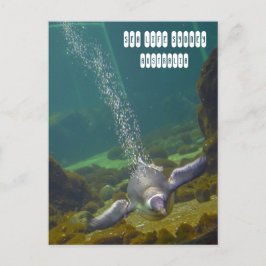Cartão Postal Aquário de Sydney Sea Life na Austrália