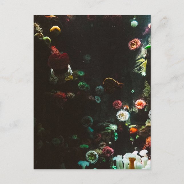 Cartão Postal Aquário do Canadá, Toronto, Canadá (Frente)