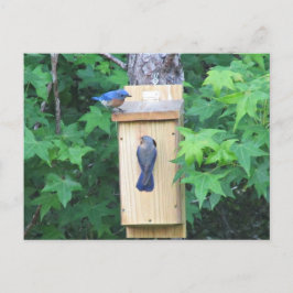 Cartão Postal Aquecimento de casa das aves azuis orientais