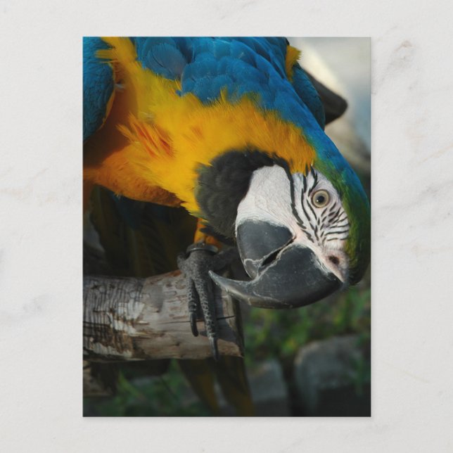 Cartão Postal Aqui, Olhando Para Você (Frente)