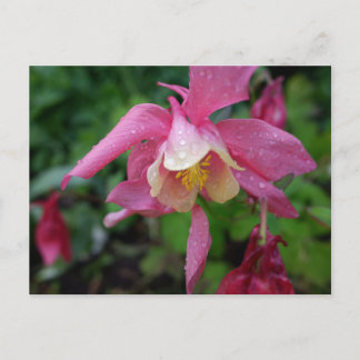 Cartão Postal Aquilegia após a chuva
