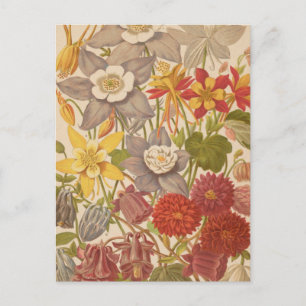 Cartão Postal Aquilegia   George Nicholson