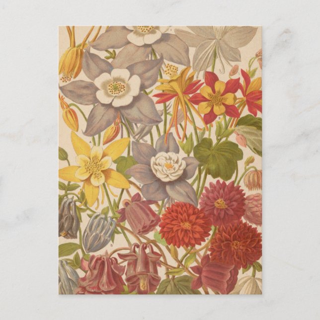 Cartão Postal Aquilegia | George Nicholson (Frente)