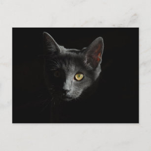 Cartão Postal Ar Curto Europeu   Gato Preto   Retrato de gato
