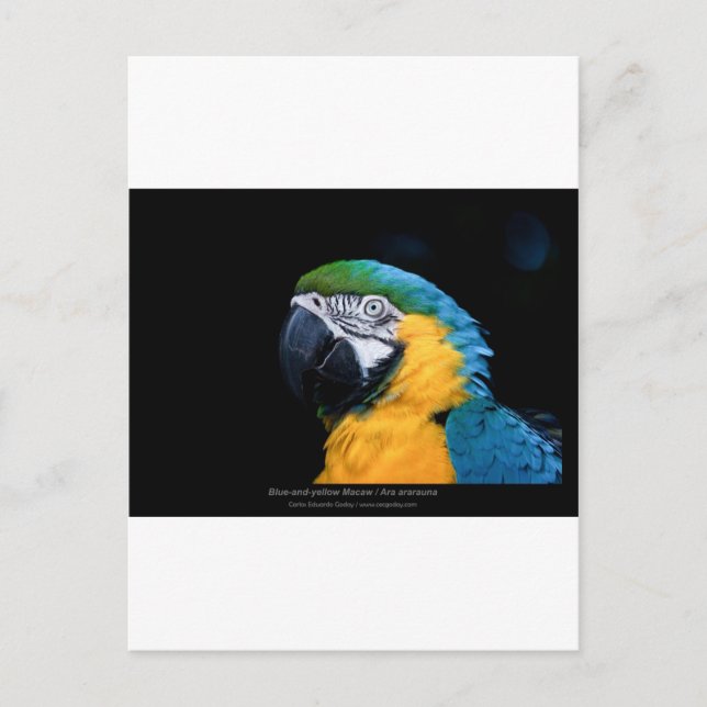 Cartão Postal Ara ararauna - Maca azul e amarela 01 (Frente)