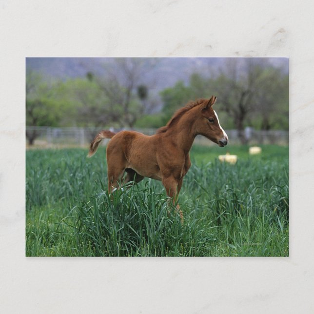 Cartão Postal Arab Foal (Frente)