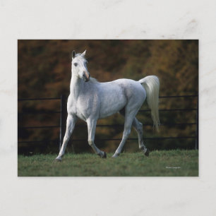 Cartão Postal Arab Horse Running 1