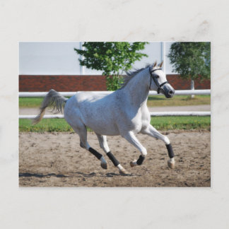 Cartão Postal Árabe 1