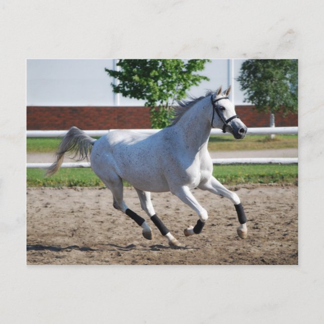 Cartão Postal Árabe 1 (Frente)