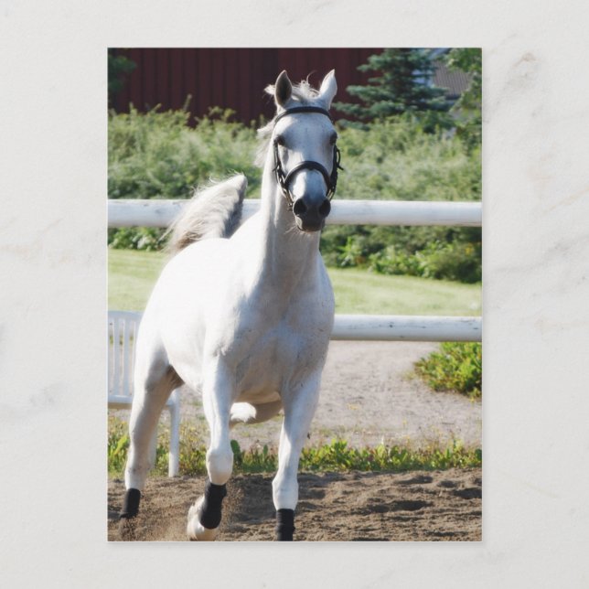 Cartão Postal Árabe 2 (Frente)